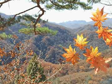 各绿植寓意名字及花语大全,各绿植寓意名字及花语大全图片